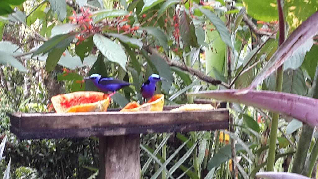 Hotel Roca Negra Del Arenal La Fortuna Kültér fotó