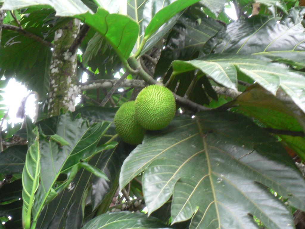 Hotel Roca Negra Del Arenal La Fortuna Kültér fotó