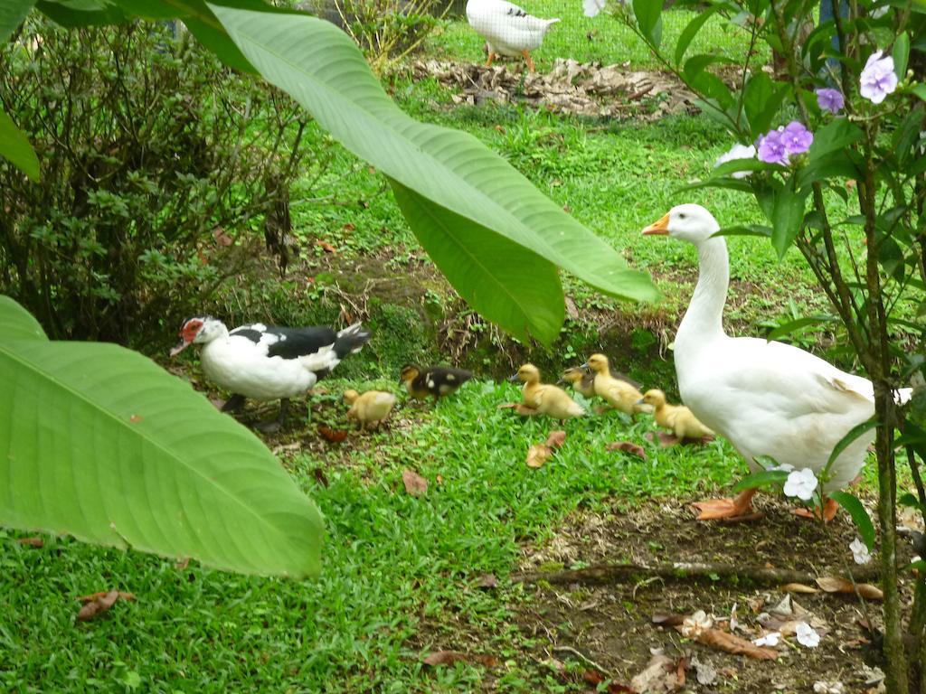 Hotel Roca Negra Del Arenal La Fortuna Kültér fotó