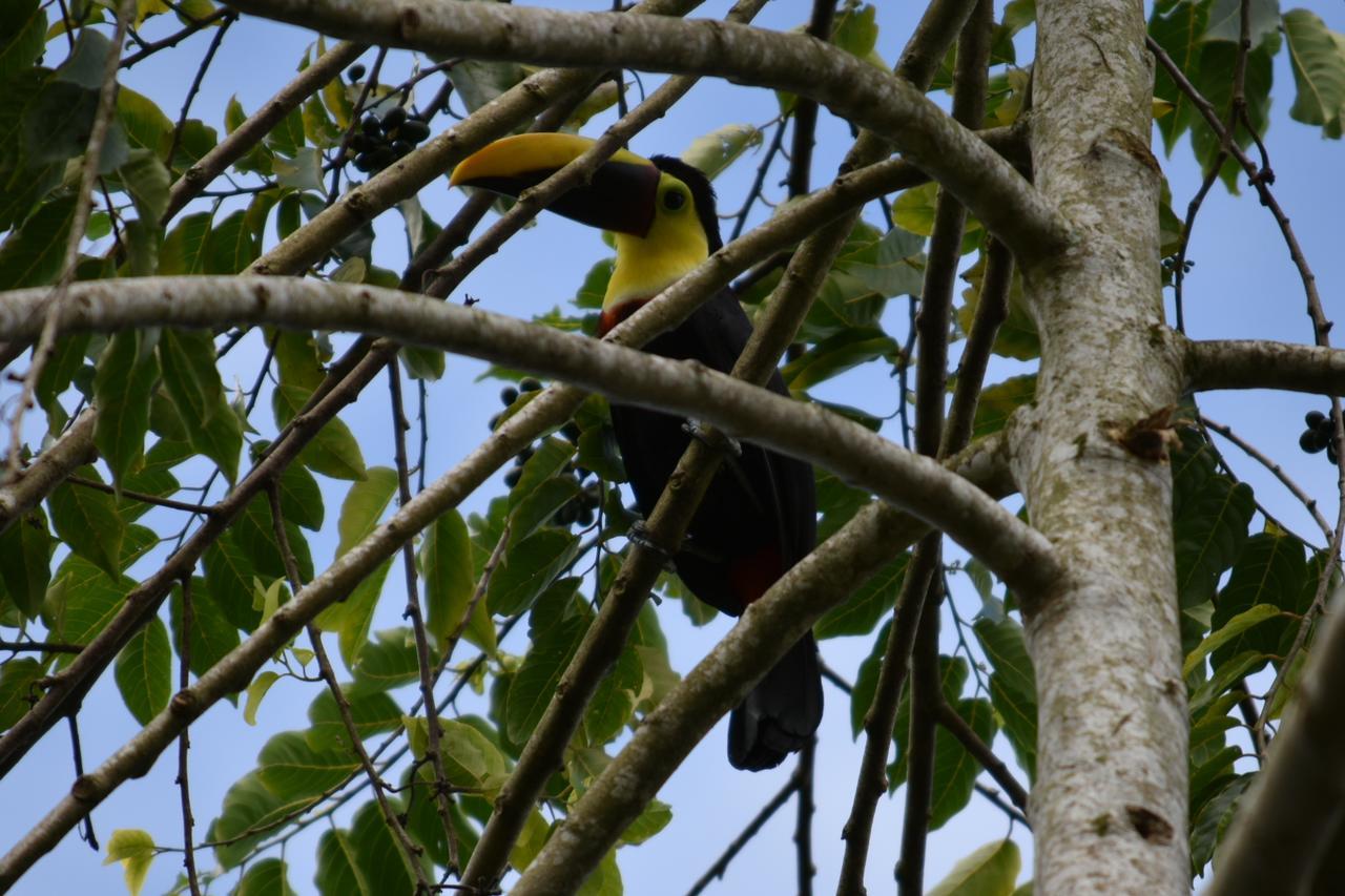 Hotel Roca Negra Del Arenal La Fortuna Kültér fotó