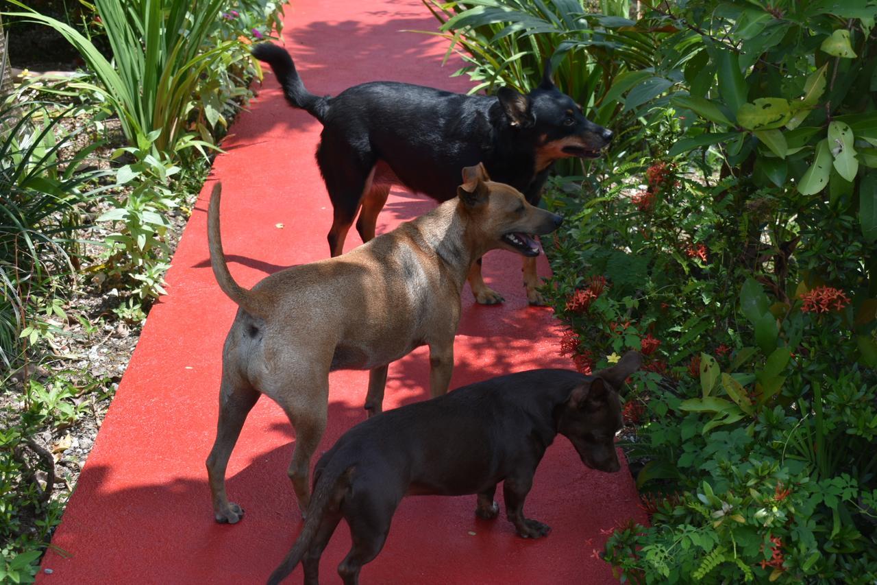Hotel Roca Negra Del Arenal La Fortuna Kültér fotó
