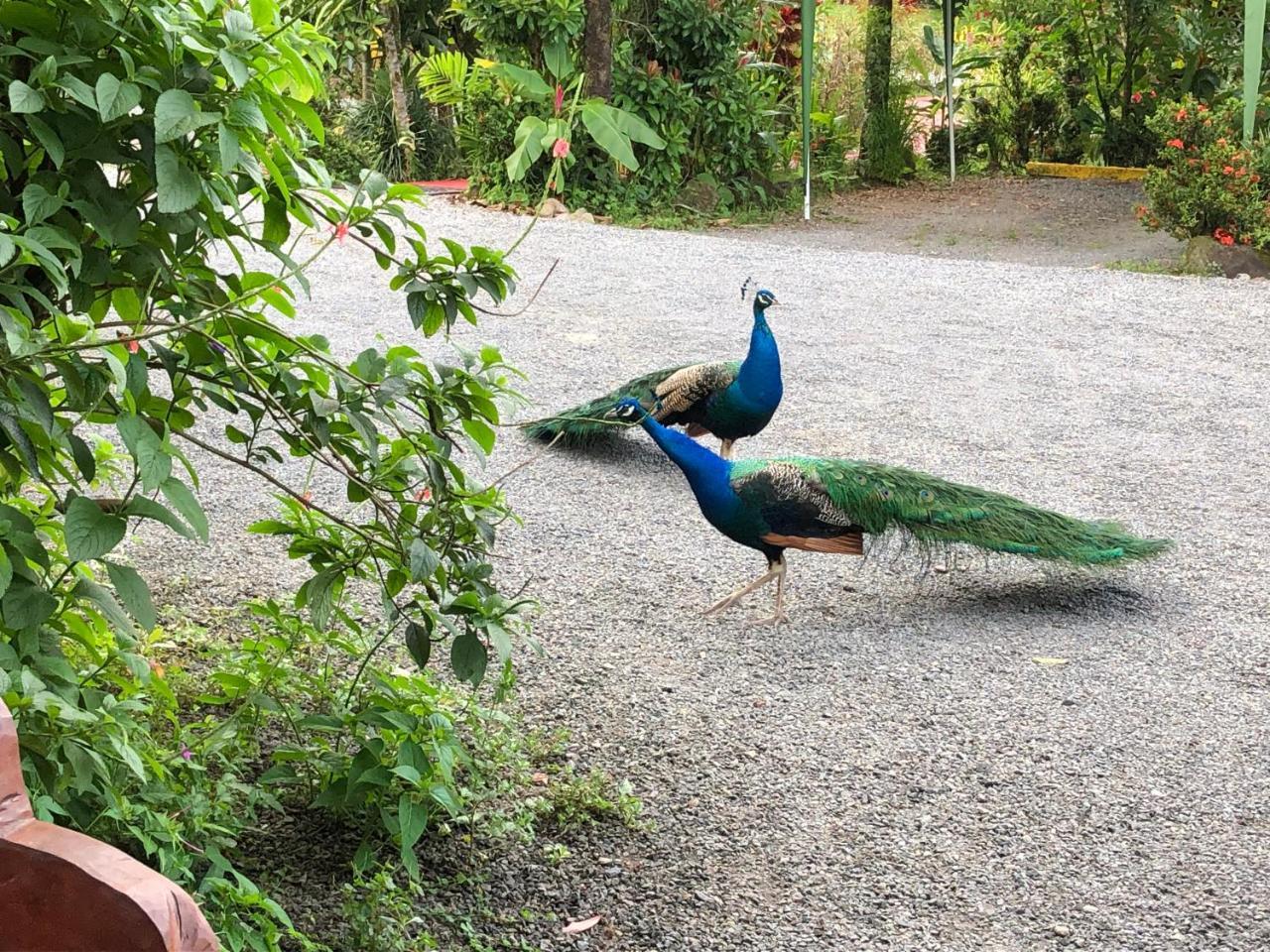 Hotel Roca Negra Del Arenal La Fortuna Kültér fotó